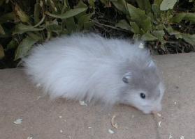 Long Haired Sable Roan Syrian Hamster