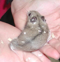 Chinese Hamster
