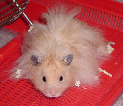 Cream Syrian Hamster