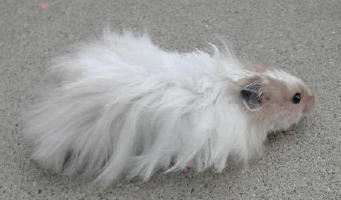 Syrian Hamster Care, Facts, Colors, Life Span - Shorthair & Longhaired