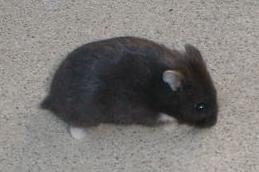 Black Cambpells Dwarf Hamster