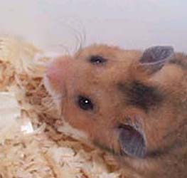 Rex Whiskers