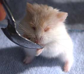 blind hamster