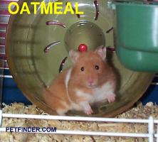 Oatmeal